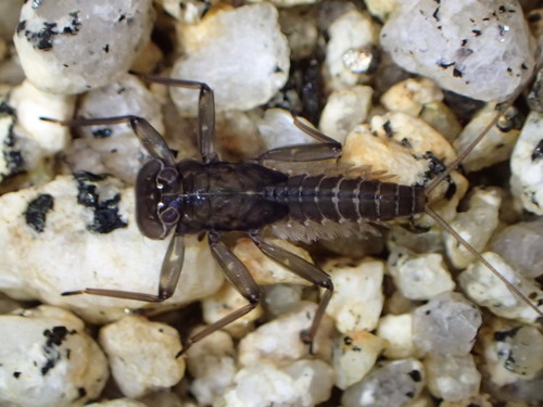 iNaturalist observation photo of Mayflies