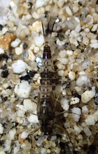 iNaturalist observation photo of Ameletus
