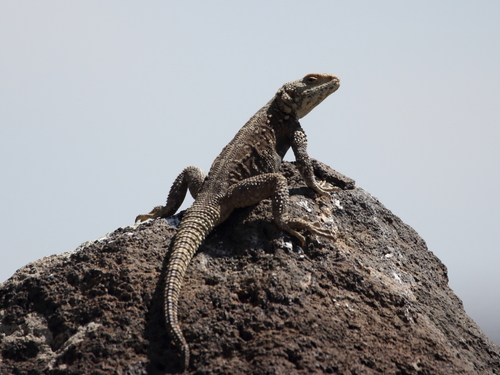 Caucasian Agama