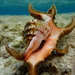 Chiragra Conch - Photo (c) A E, all rights reserved, uploaded by A E