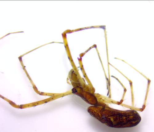Tetragnatha versicolor