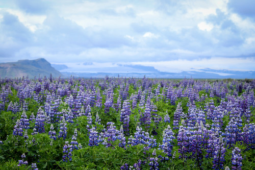 Nootka Lupine