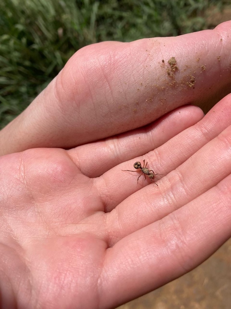 Acromyrmex coronatus from Itagüí, Antioquia, CO on July 2, 2020 at 11: ...