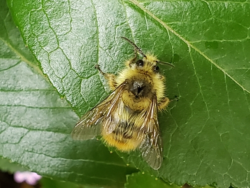 Fuzzy-Horned Bumble Bee