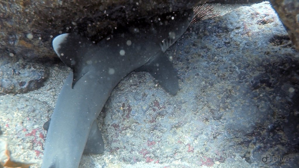 White-tipped Reef Shark