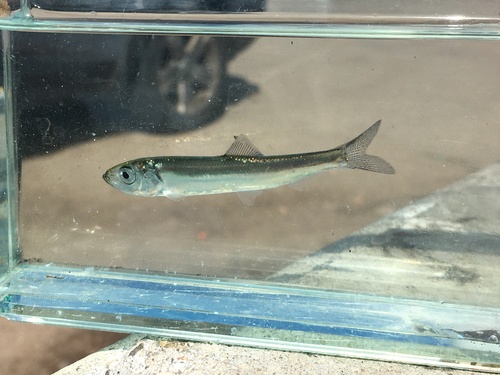 Atlantic Herring