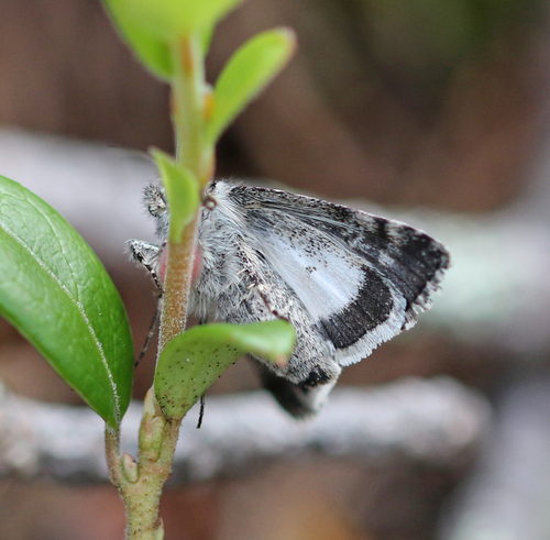 Sympistis heliophila