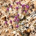 Polygala adenophora - Photo (c) Mark Wright, all rights reserved, uploaded by Mark Wright