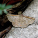 Entomogramma fautrix - Photo (c) WK Cheng, todos los derechos reservados, subido por WK Cheng