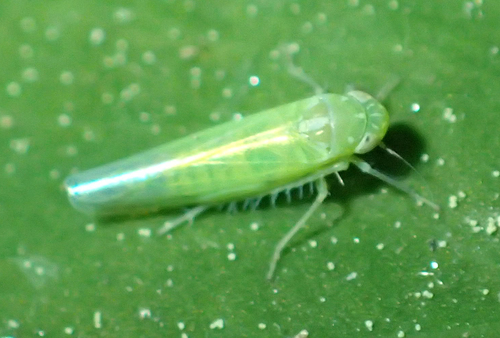 iNaturalist observation photo of Empoasca