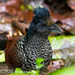 Neotropical Ground-Cuckoos - Photo (c) Ben, all rights reserved, uploaded by Ben