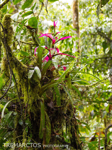 Guzmania wittmackii image