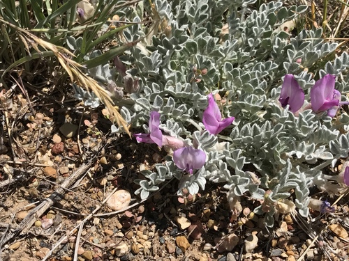 Utah Milkvetch