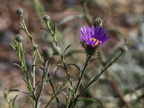 Dieteria canescens var. ambigua