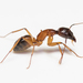 Camponotus sanctus - Photo 由 Konstantinos Kalaentzis 所上傳的 (c) Konstantinos Kalaentzis，保留所有權利