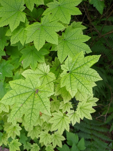 Vine Maple foliage