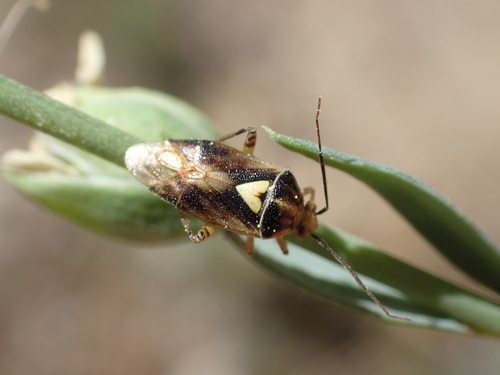 iNaturalist observation photo of Lygus Bugs