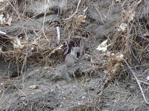 iNaturalist observation photo of California Ground Squirrel