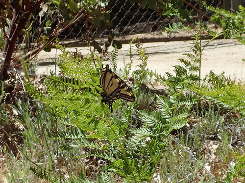 iNaturalist observation photo of Western Tiger Swallowtail