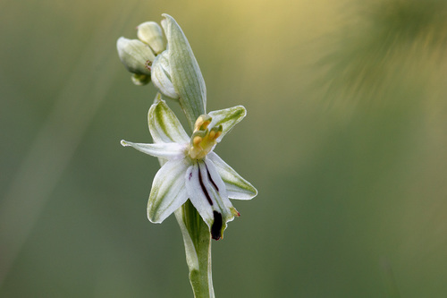 Ophrys fuciflora holubyana