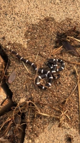 Eastern Bandy Bandy sighting