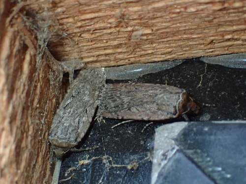 iNaturalist observation photo of Noctuini