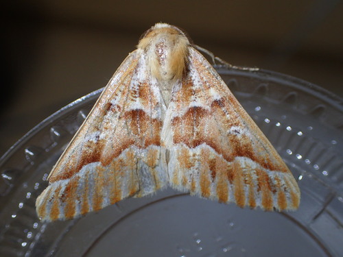 iNaturalist observation photo of Western Conifer Looper