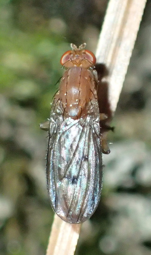 iNaturalist observation photo of Suillia sororcula