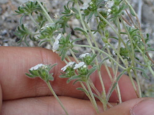 iNaturalist observation photo of Mountain Red-root Cryptantha