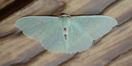 iNaturalist observation photo of Columbian Emerald