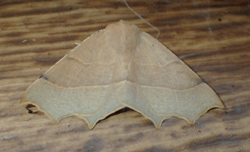 iNaturalist observation photo of Pherne