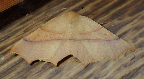 iNaturalist observation photo of Pherne