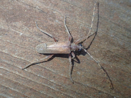 Centrodera oculata