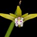 Slender Pencil Orchid - Photo (c) Eerika Schulz, all rights reserved