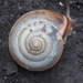 Carthusian Snail - Photo (c) dud3, all rights reserved