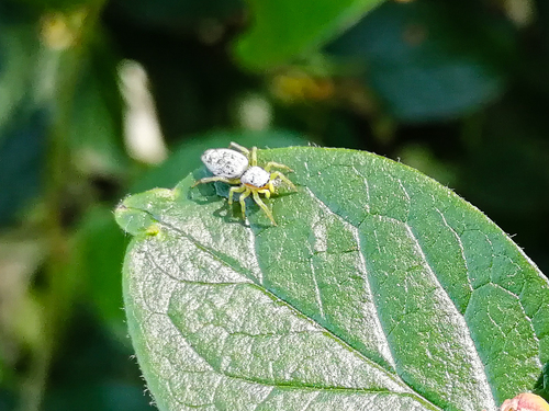 Heliophanus simplex