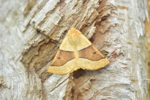 Scalloped Oak