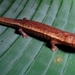 Two-lined Mushroomtongue Salamander - Photo (c) Carlos Eduardo Ortiz Yusty, all rights reserved, uploaded by Carlos Eduardo Ortiz Yusty