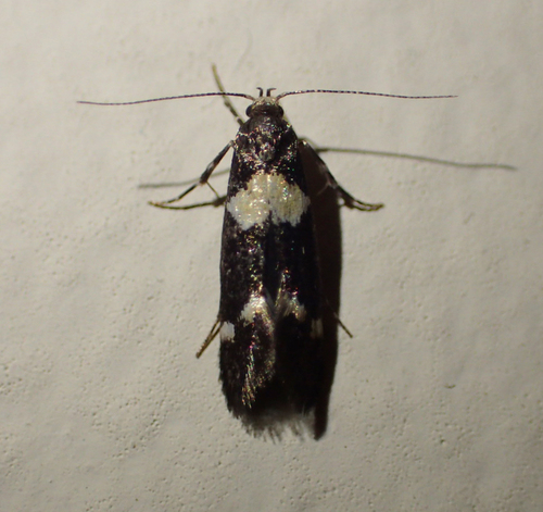 iNaturalist observation photo of Butterflies and Moths