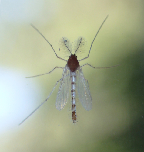 iNaturalist observation photo of Non-biting Midges