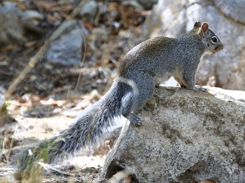 Arizona Gray Squirrel