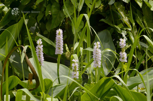 Pontederia sagittata