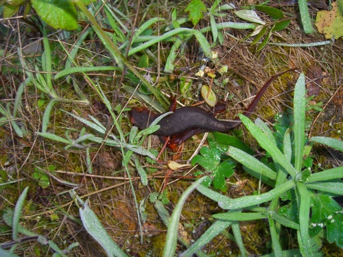 iNaturalist observation photo of Sierra Newt