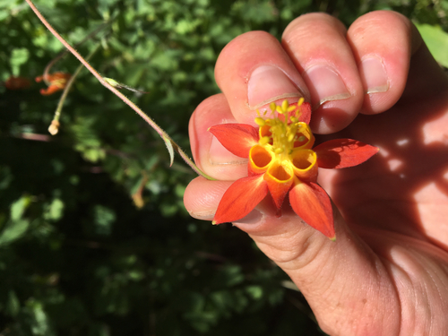 iNaturalist observation photo of western columbine