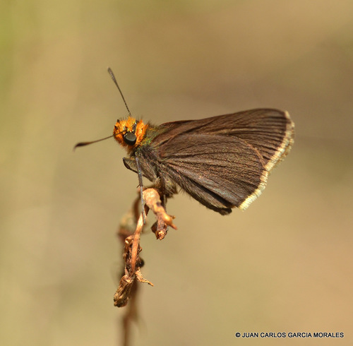 Orange-edged Roadside-Skipper