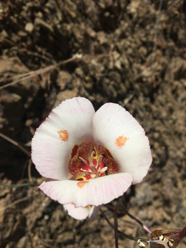 iNaturalist observation photo of Butterfly Mariposa Lily