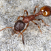 Temnothorax nigriceps - Photo (c) gernotkunz, todos los derechos reservados, subido por gernotkunz