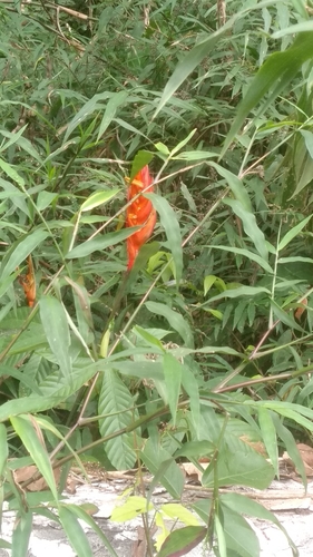 Heliconia episcopalis