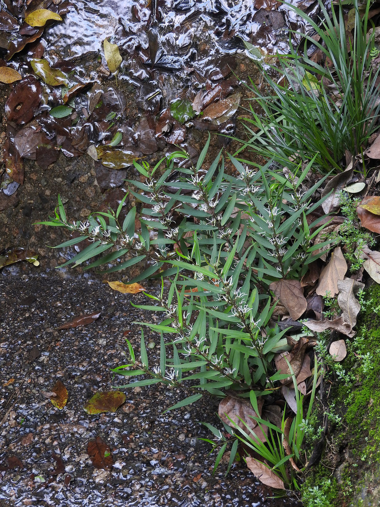Pentasacme caudatum (Pentasacme caudatum)