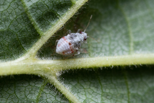 Trumpoji Žolblakė nuotrauka